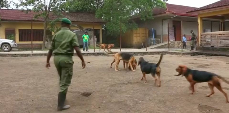 DRC'S Virunga Park tackles poaching with the help of bloodhounds