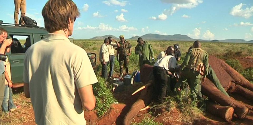 Frank Pope Elephant collaring to monitor impact of new railway on wildlife movement