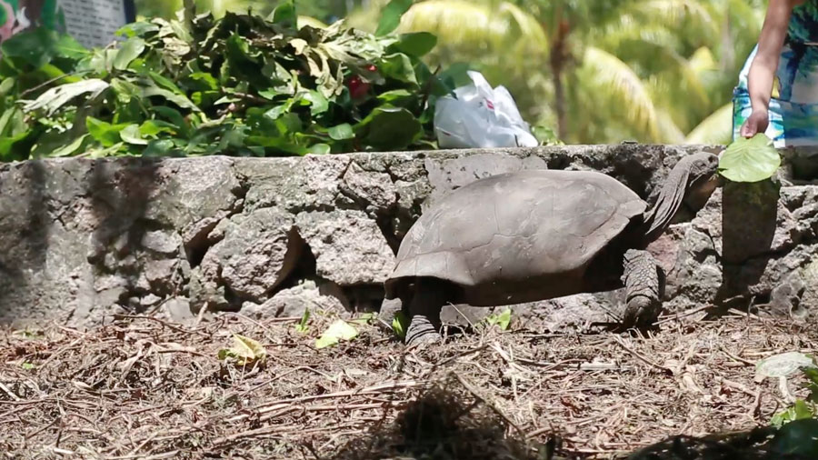 Seychelles-Giant-tortoises-ELTV